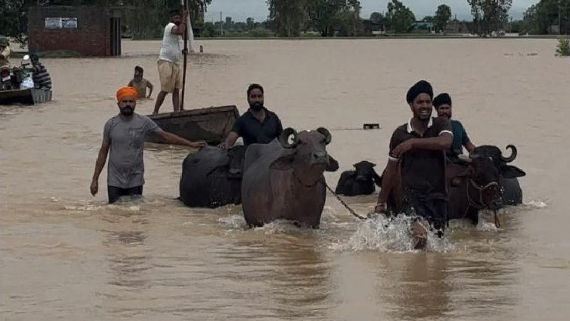 punjab flood 2025